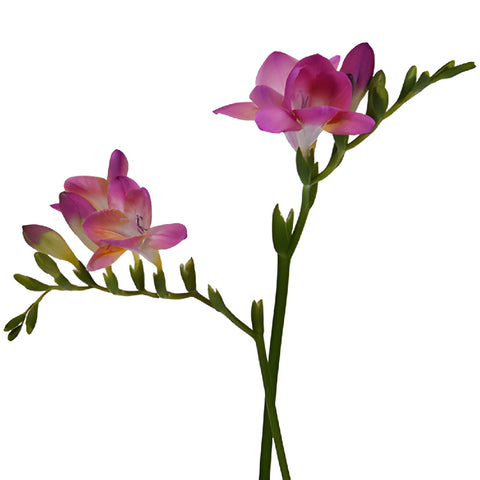 Passionate Kiss Freesia Flower