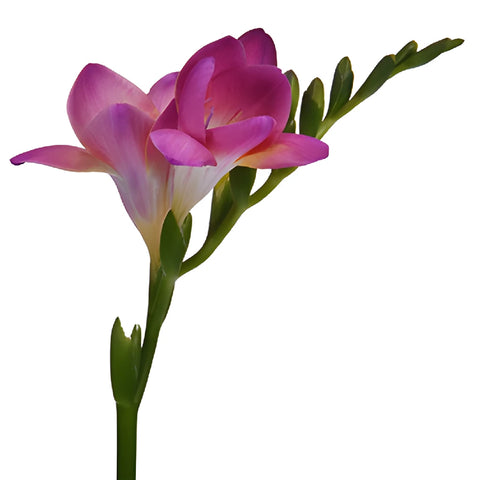 Passionate Kiss Freesia Flower