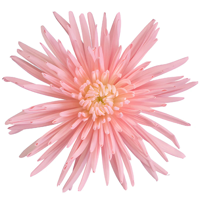 Pink Tinted Spider Mum Flower Bloom