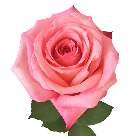 Pinkaboo Pink Rose