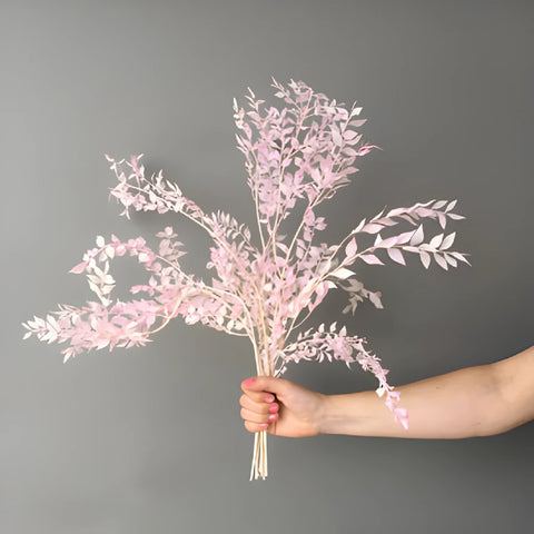 Dried Italian Ruscus Blush Flower