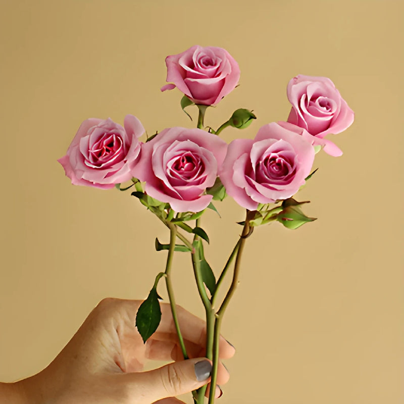 Pinky Lavender Spray Rose Stems