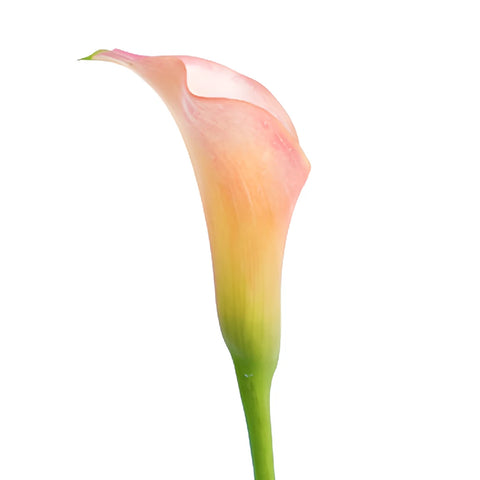 Peachy Pale Yellow Mini Calla Lily Flower