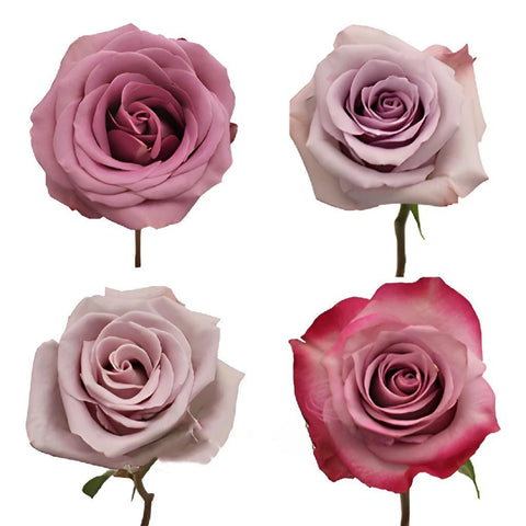 Pinky Purple Fresh Rose Close Up - Image