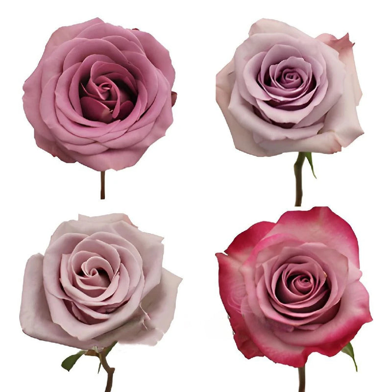 Pinky Purple Fresh Rose Close Up - Image