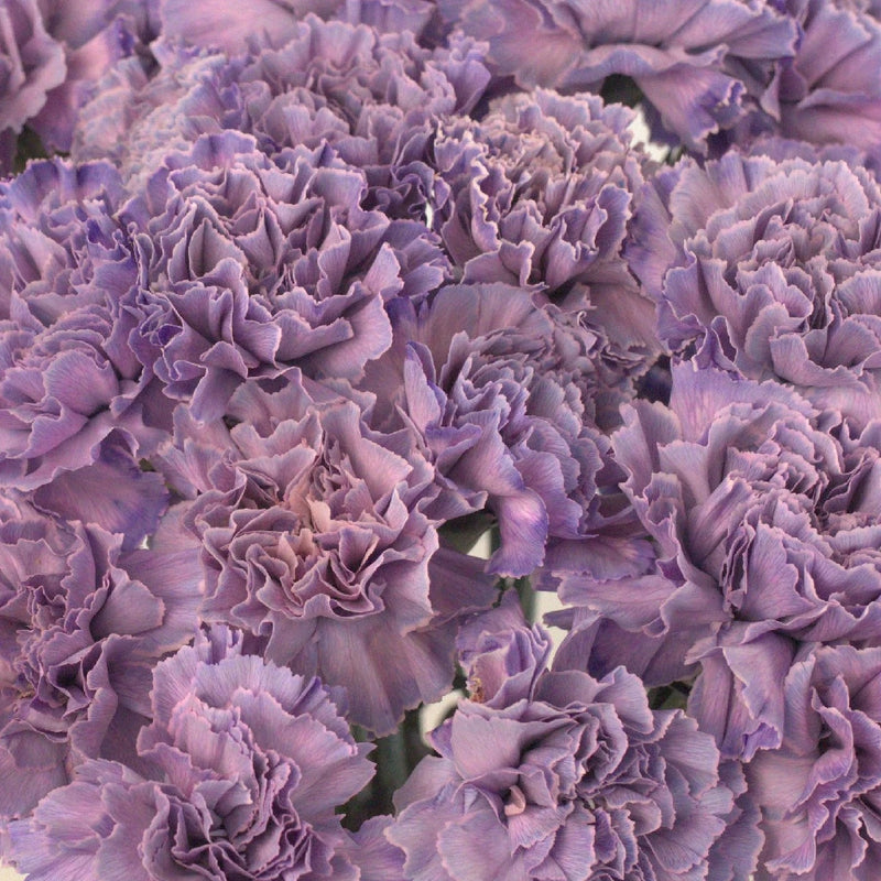 Pinky Purple Unicorn Bulk Carnations Close Up - Image
