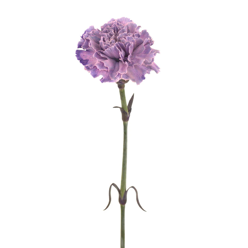 Pinky Purple Unicorn Bulk Carnations Stem - Image
