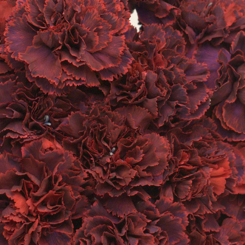 Pinot Noir Carnation Flower Close Up - Image