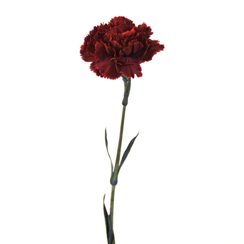 Pinot Noir Carnation Flower Stem - Image