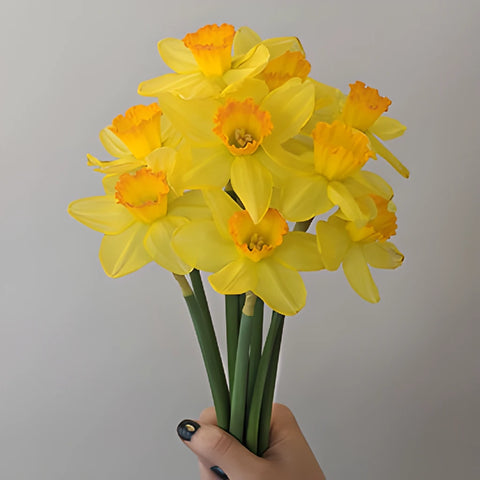 Sunset Gold Daffodil Flowers