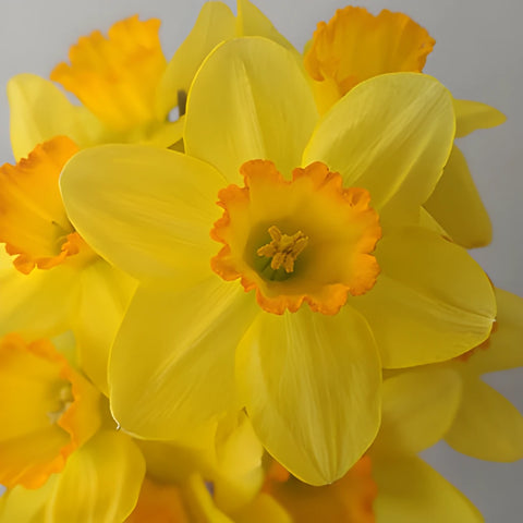 Sunset Gold Daffodil Flowers