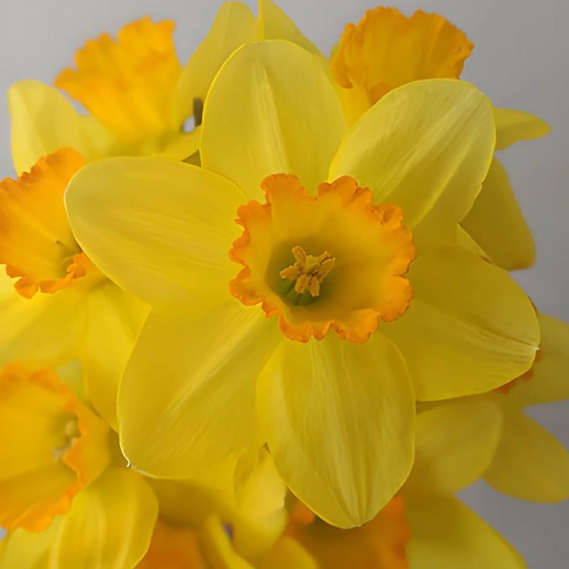 Sunset Gold Daffodil Flowers