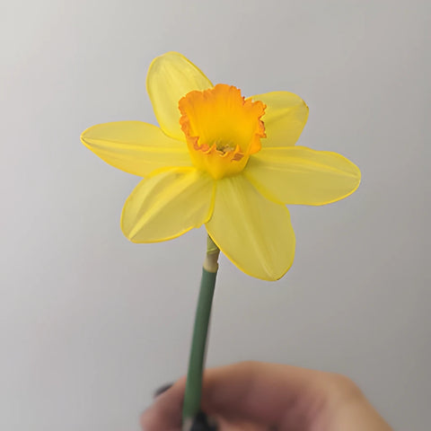 Sunset Gold Daffodil Flowers