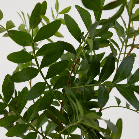 Pistachia Greenery Close Up - Image