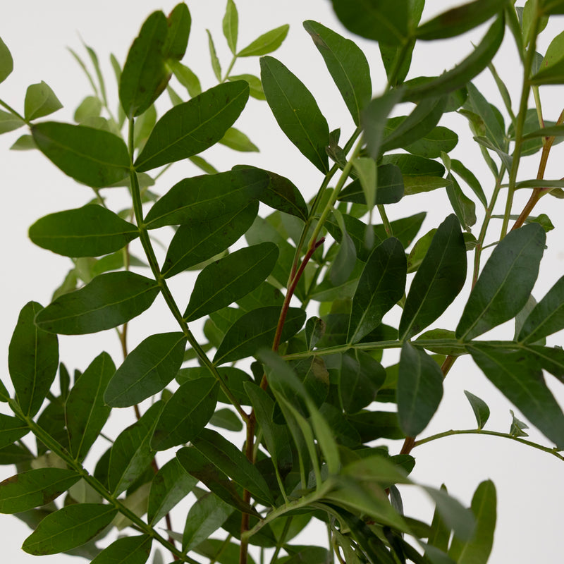 Pistachia Greenery Close Up - Image