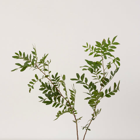 Pistachia Greenery Stem - Image