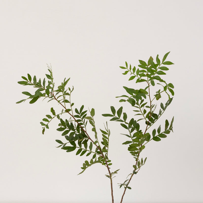 Pistachia Greenery Stem - Image