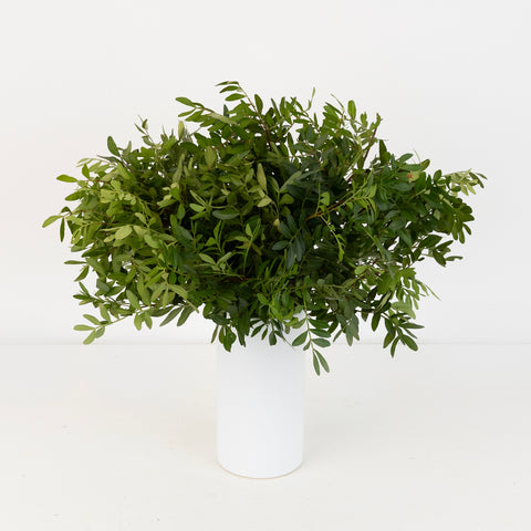 Pistachia Greenery Vase - Image