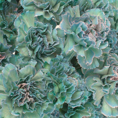 Pius Close Up - Image