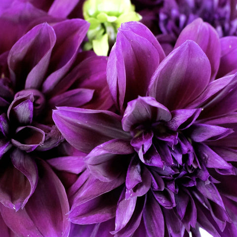 Plate Thomas Edison Dinner Dahlia Flower Up Close