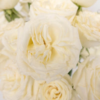 Playa Blanca Fresh Cut Rose Close Up - Image