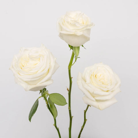 Playa Blanca Fresh Cut Rose Stem - Image