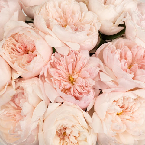 Pleasing Pink Garden Rose Close Up - Image