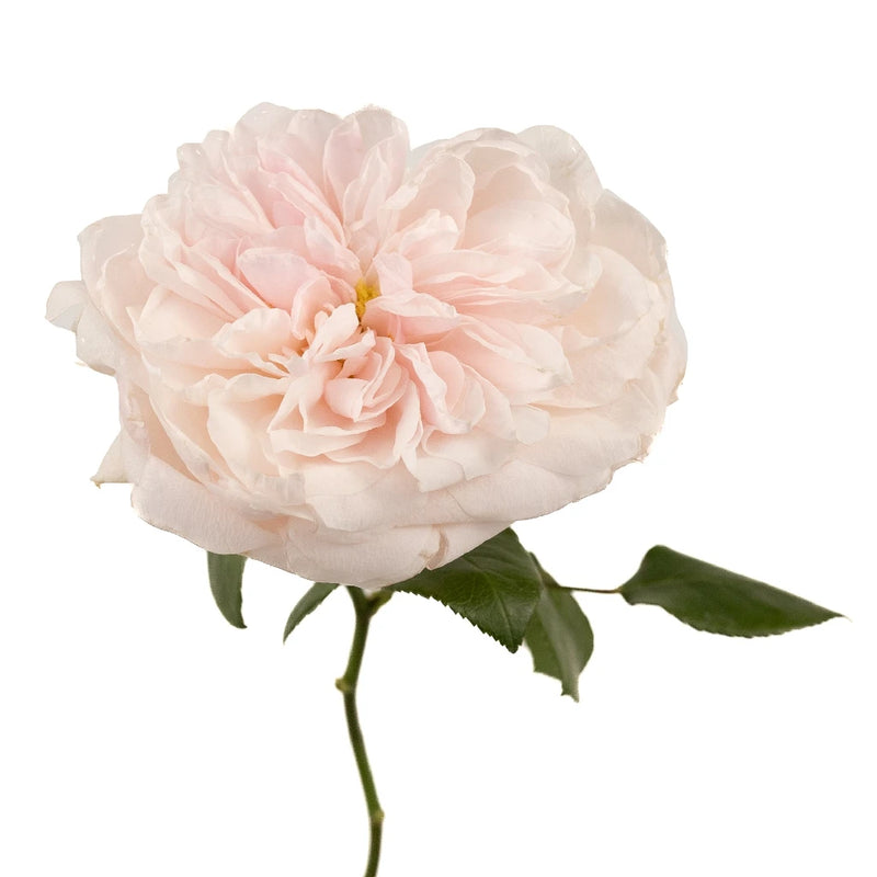 Pleasing Pink Garden Rose Stem - Image