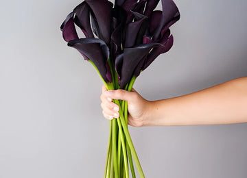 Burgundy Black Mini Calla Lily Flower
