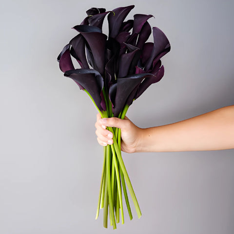 image of calla lily flower Buy Wholesale Burgundy Black Mini Calla Lily Flower in Bulk