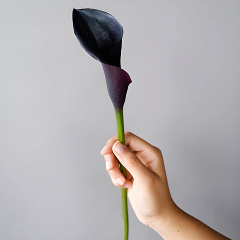 Burgundy Black Mini Calla Lily Flower