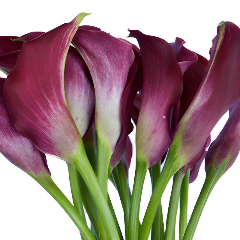 Pinky Magenta Mini Calla Lily Flowers