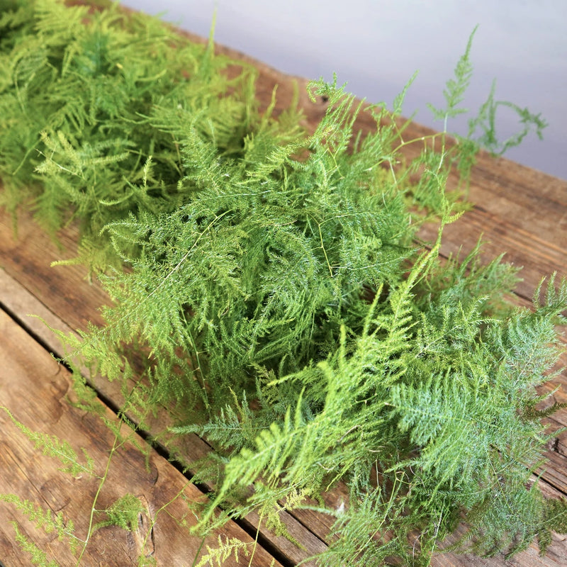 Plumosa Fern Garland