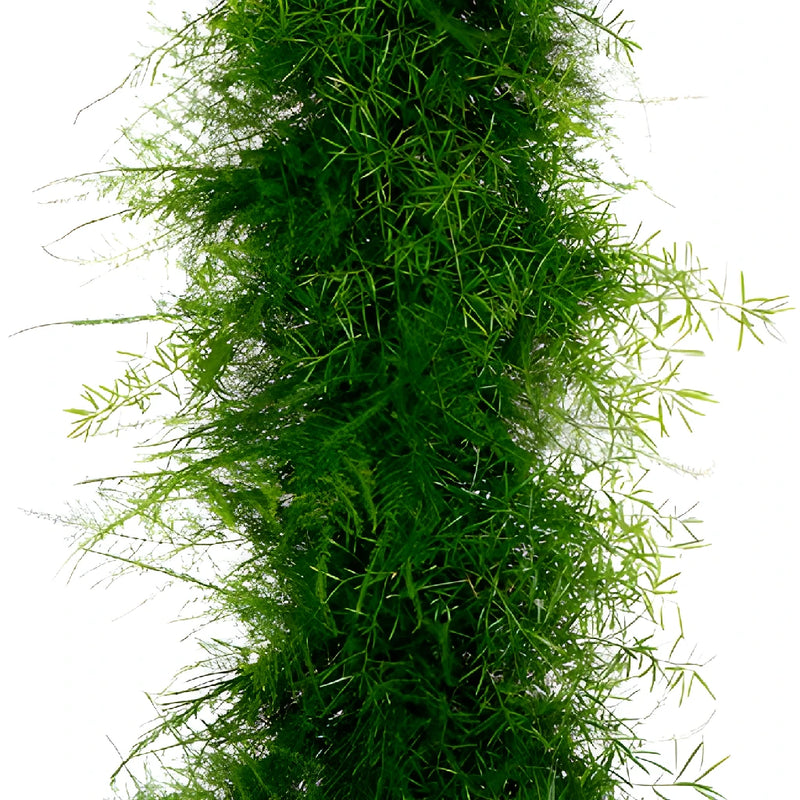Plumosus Sprengeri Greens Garland