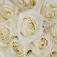 Polar Star White Rose Close Up - Image