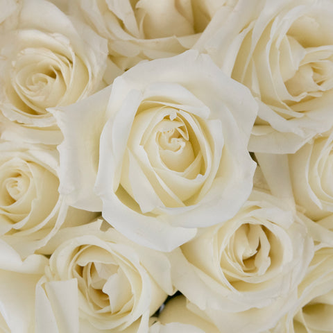 Polar Star White Rose Close Up - Image