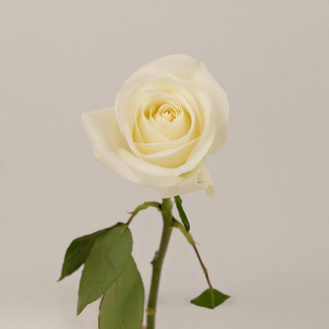 Polar Star White Rose Stem - Image