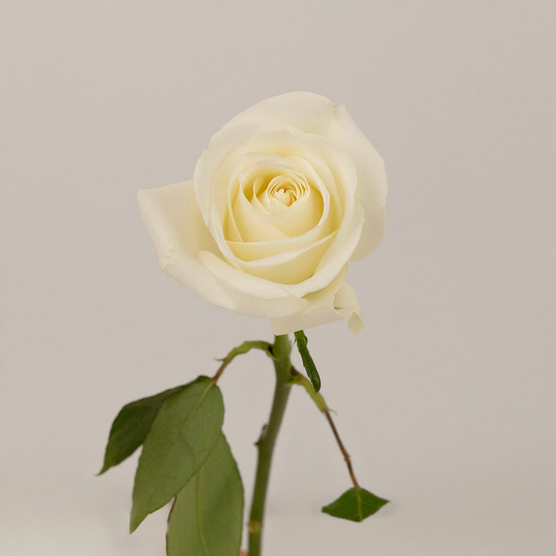 Polar Star White Rose Stem - Image