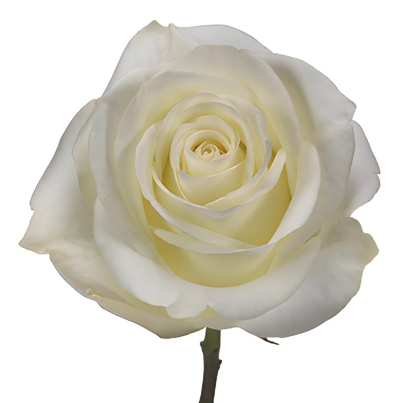 Polar Star White Rose Stem