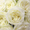 Polo White Wholesale Roses