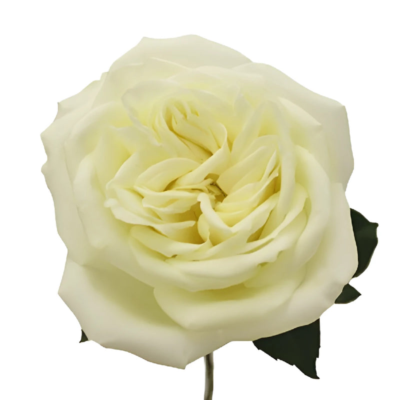 Polo White Wholesale Roses Stem - Image