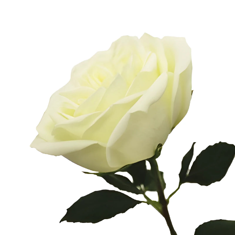 Polo White Wholesale Roses- Image