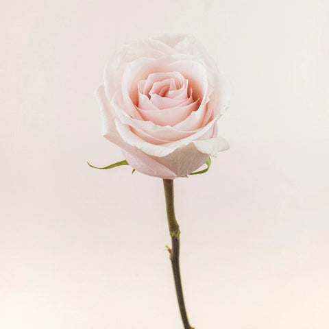 Poma Rosa Blush Rose Stem