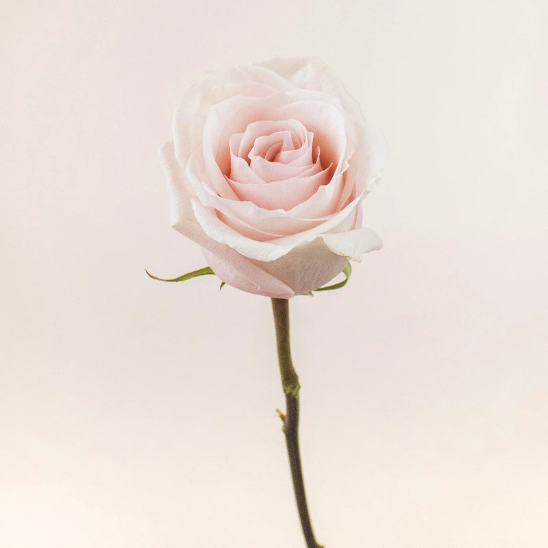 Poma Rosa Blush Rose Stem