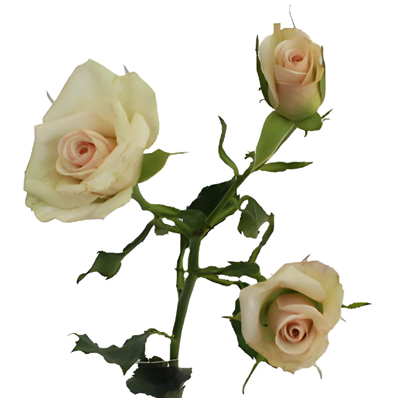 Porcelina Blush Pink Rose Stem