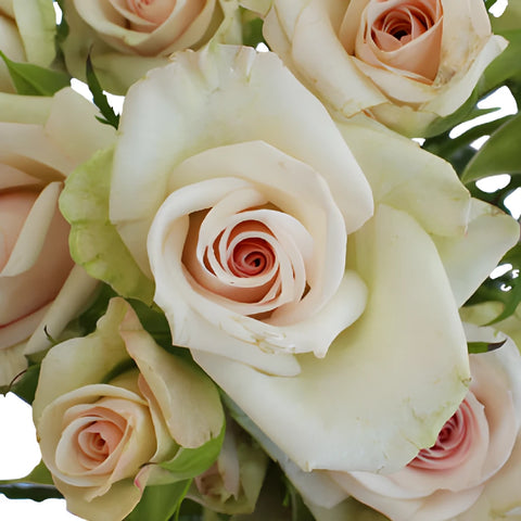 Porcelina Blush Pink Roses up close
