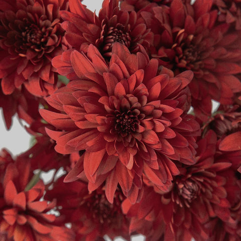 Posh Red Dahlia Style Cushion Flower Close Up - Image