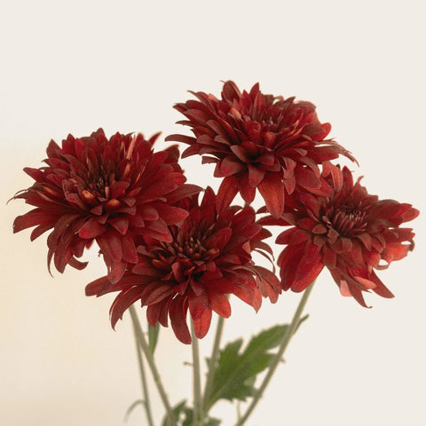Posh Red Dahlia Style Cushion Flower Stem - Image