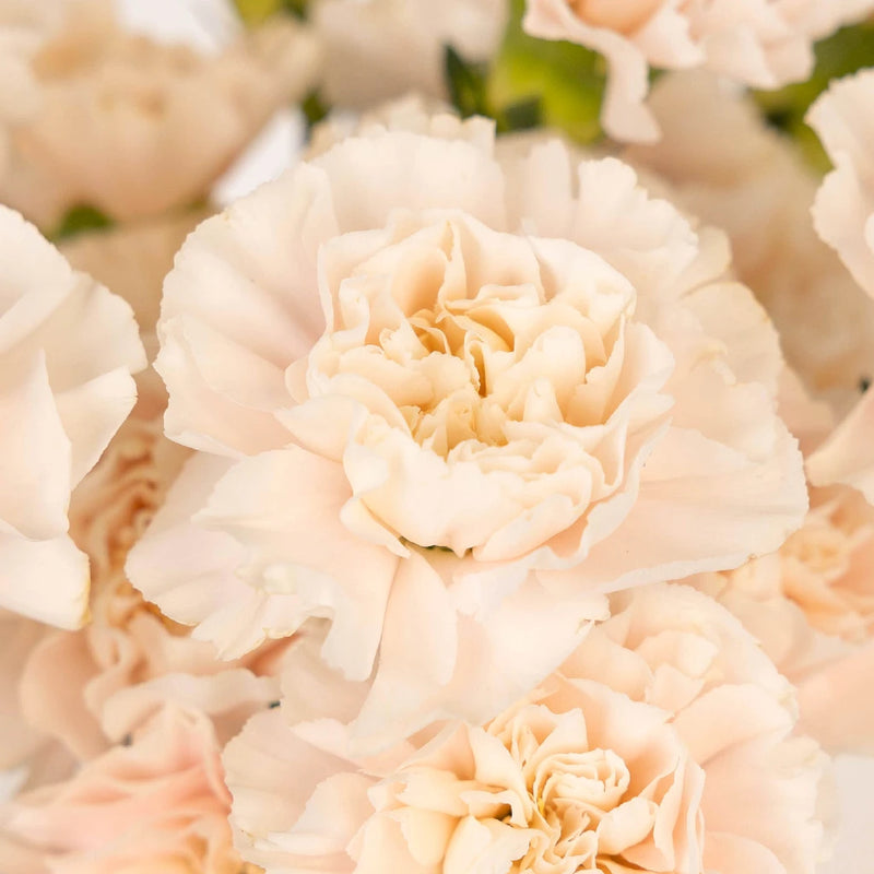 Powder Pink Carnation Flowers Close Up - Image