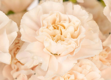 Powder Pink Carnation Flowers Close Up - Image